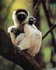 Verreaux's Sifaka (Propithecus verreauxi)