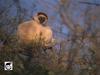 Verreaux's Sifaka (Propithecus verreauxi)