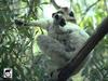 Verreaux's Sifaka (Propithecus verreauxi)