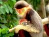 Douc Langur (Pygathrix nemaeus)