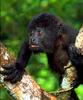 Black Howler Monkey (Alouatta caraya)