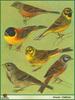 Buntings (Emberiza sp.)