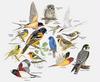Migratory Birds