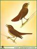 Nightingale (Luscinia megarhynchos)  & Thrush Nightingale (Luscinia luscinia)
