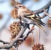 Eurasian Siskin (Carduelis spinus)