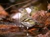 검은머리방울새 Carduelis spinus (Eurasian Siskin)