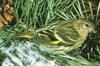 Pine Siskin (Carduelis pinus)  -- Spinus pinus