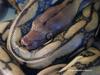 Reticulated Python (Python reticulatus)