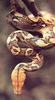 Reticulated Python (Python reticulatus)