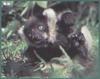 Black-and-white Ruffed Lemur (Varecia variegata)