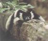 Black-and-white Ruffed Lemur (Varecia variegata)