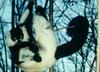 Black-and-white Ruffed Lemur (Varecia variegata)