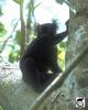 Black Lemur (Eulemur macaco)