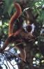 Black Lemur (Eulemur macaco)