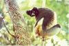 Indri (Indri indri)