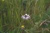 Marbled White Butterfly (Melanargia galathea)