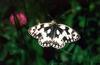 Marbled White Butterfly (Melanargia galathea)