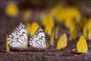 Butterfly (South Africa)