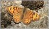 Wall Brown Butterfly (Lasiommata megera)