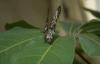 Tree Nymph Butterfly (Idea leuconoe)