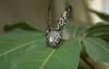 Tree Nymph Butterfly (Idea leuconoe)