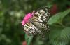 Tree Nymph Butterfly (Idea leuconoe)