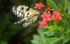 Tree Nymph Butterfly (Idea leuconoe)