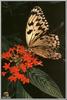Large Tree Nymph Butterfly (Idea leuconoe)