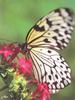 Large Tree Nymph Butterfly (Idea leuconoe)