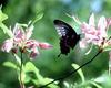 Swallowtail Butterfly (Papilionidae)