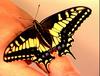 Swallowtail Butterfly (Papilionidae)