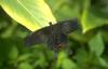 Swallowtail Butterfly (Papilionidae)