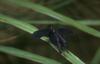 Swallowtail Butterfly (Papilionidae)