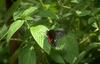 Swallowtail Butterfly (Papilionidae)