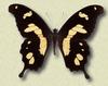 Swallowtail Butterfly (Papilionidae)