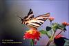 Swallowtail Butterfly (Papilionidae)