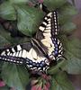 Swallowtail Butterfly (Papilionidae)