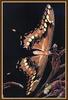 Swallowtail Butterfly (Papilionidae)