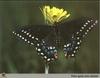 Black Swallowtail Butterfly (Papilio polyxenes)