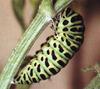 Common Swallowtail Butterfly (Papilio machaon)