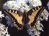 Common Swallowtail Butterfly (Papilio machaon)