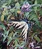 Common Swallowtail Butterfly (Papilio machaon)