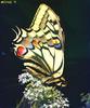 Common Swallowtail Butterfly (Papilio machaon)