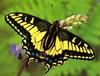 Common Swallowtail Butterfly (Papilio machaon)