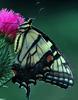 Common Swallowtail Butterfly (Papilio machaon)