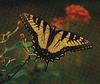 Common Swallowtail Butterfly (Papilio machaon)