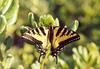 Western Tiger Swallowtail Butterfly (Papilio rutulus)