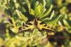 Western Tiger Swallowtail Butterfly (Papilio rutulus)