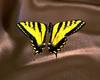 Tiger Swallowtail Butterfly (Papilio sp.)