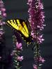 Tiger Swallowtail Butterfly (Papilio sp.)